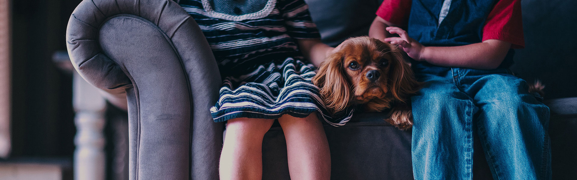 A dog laying on the lap of a woman.